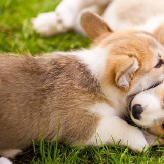 Corgi desktop wallpaper