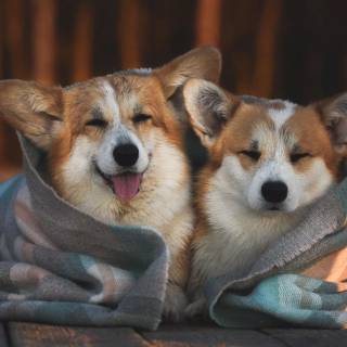 Corgi desktop wallpaper