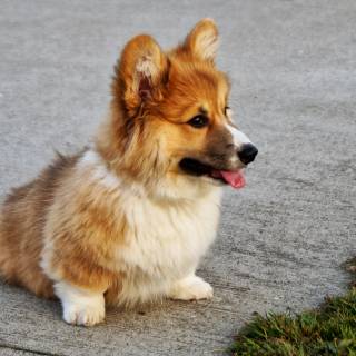 Corgi desktop wallpaper