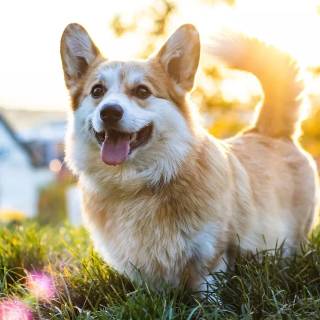 Corgi desktop wallpaper