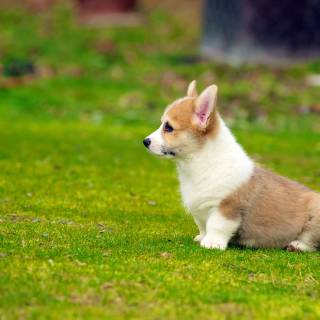 Corgi desktop wallpaper