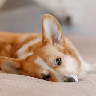 Corgi desktop wallpaper