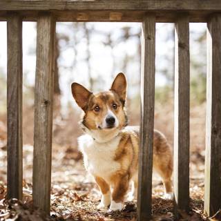 Corgi desktop wallpaper