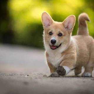 Corgi desktop wallpaper