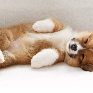 Corgi desktop wallpaper