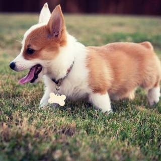 Corgi desktop wallpaper