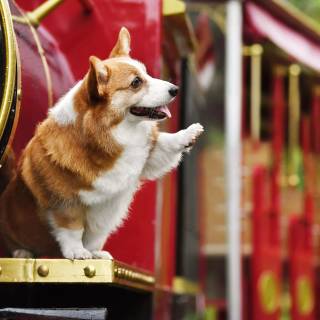 Corgi desktop wallpaper