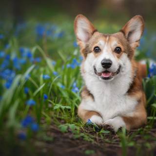 Corgi desktop wallpaper