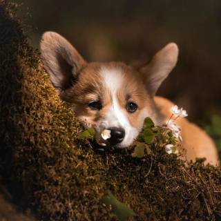 Corgi desktop wallpaper
