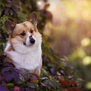 Corgi desktop wallpaper