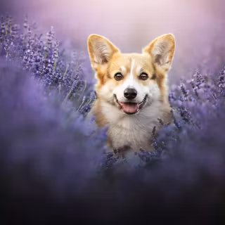 Corgi desktop wallpaper