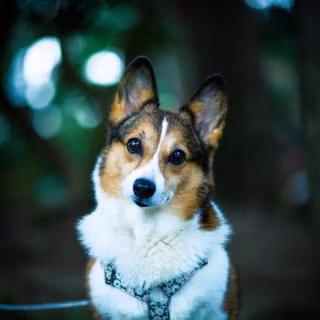 Corgi desktop wallpaper