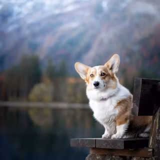 Corgi desktop wallpaper