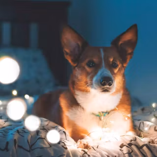 Corgi desktop wallpaper