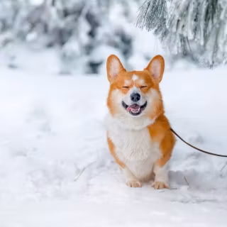 Corgi desktop wallpaper