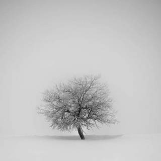 Mobile white wallpaper