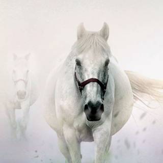 Mobile white wallpaper