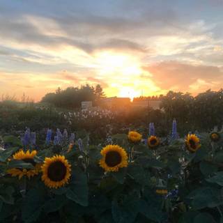 Sunflower collage laptop wallpaper