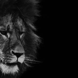 Black 4k UHD wallpaper