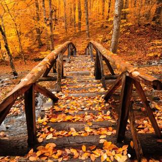 Autumn cozy computer wallpaper