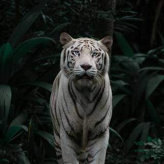 Tiger 4k HD wallpaper