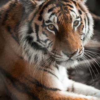 Tiger 4k HD wallpaper