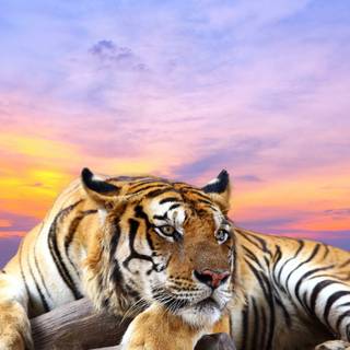 Tiger 4k HD wallpaper