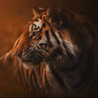Tiger 4k HD wallpaper