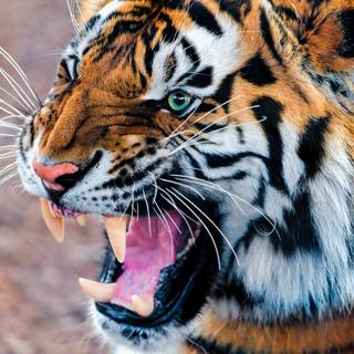 Tiger 4k HD wallpaper