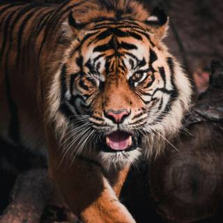 Tiger 4k HD wallpaper
