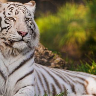 Tiger 4k HD wallpaper