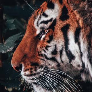 Tiger 4k HD wallpaper