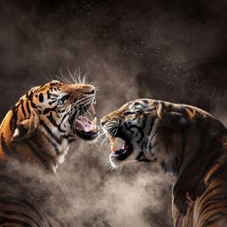 Tiger 4k HD wallpaper