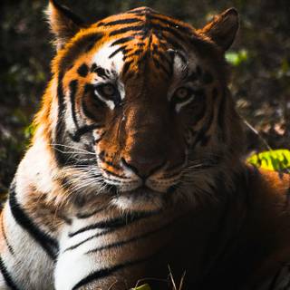 Tiger 4k HD wallpaper