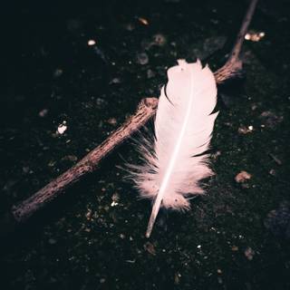 4k feather wallpaper