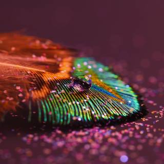 4k feather wallpaper