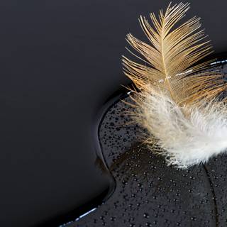 4k feather wallpaper