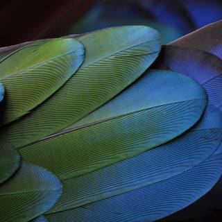 4k feather wallpaper