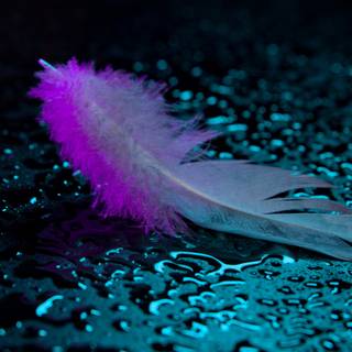 4k feather wallpaper