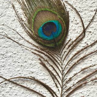 4k feather wallpaper