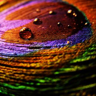 4k feather wallpaper