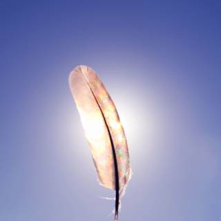 4k feather wallpaper