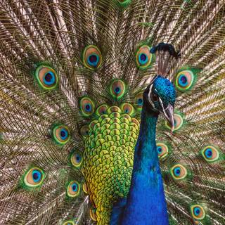 4k feather wallpaper