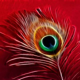 4k feather wallpaper