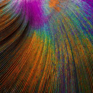 4k feather wallpaper