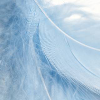 4k feather wallpaper