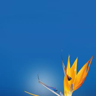 iPhone paradise wallpaper