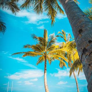 iPhone paradise wallpaper