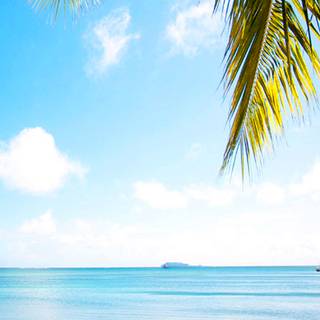 iPhone paradise wallpaper