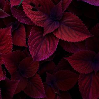 Maroon desktop wallpaper